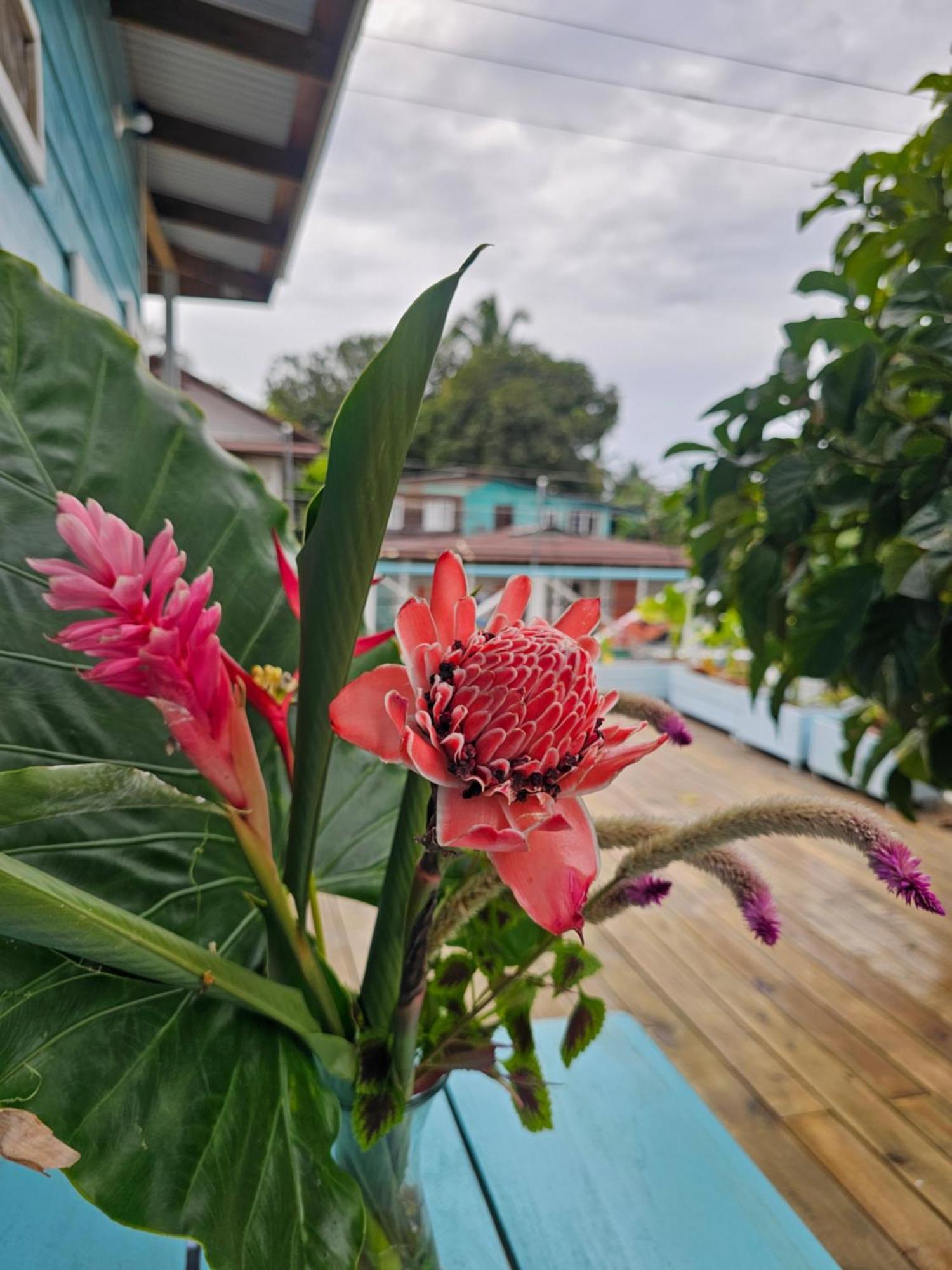 Casa Pelicano Bocas Town Luaran gambar